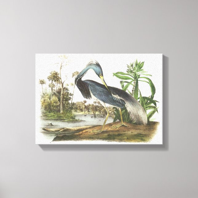 Toile Héron tricolore par Audubon (Recto)