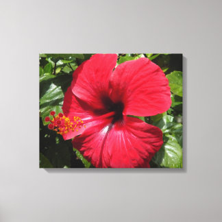 Toile Hibiscus en rouge