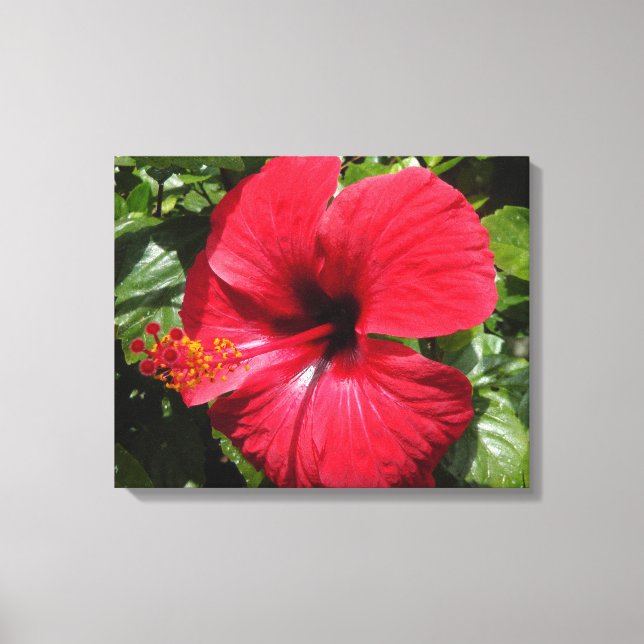 Toile Hibiscus en rouge (Recto)