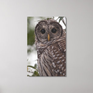 Toile Hibou barré de jeune (varia de Strix)