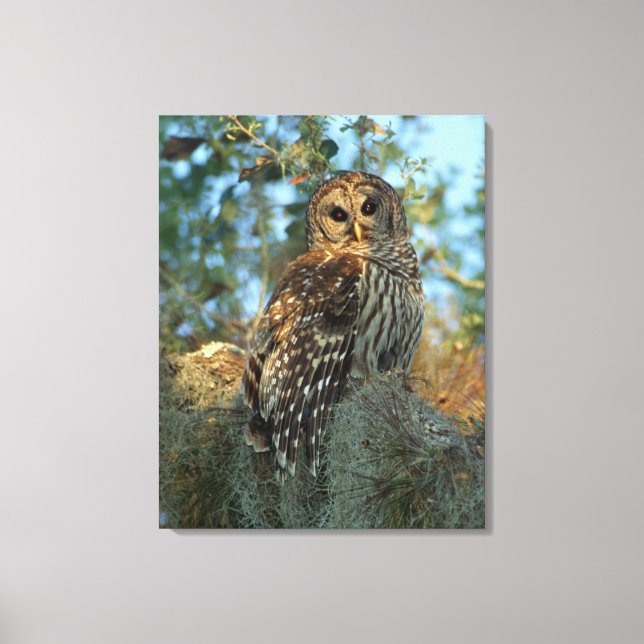 Toile Hibou barré perché dans de la mousse d'Espagne (Recto)