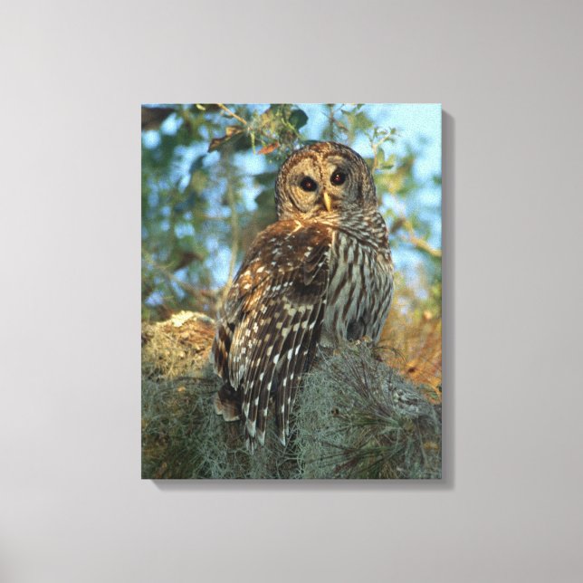 Toile Hibou barré perché dans de la mousse d'Espagne (Recto)