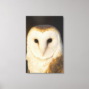 Toile Hibou de grange masculin (Tyto alba), Etats-Unis