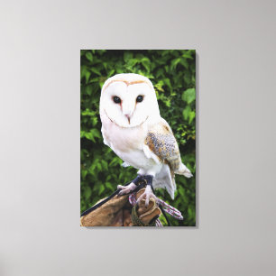 Toile Hibou de grange (Tyto alba) sur le gant