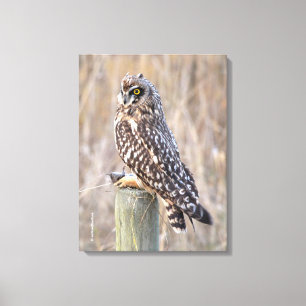 Toile Hibou des marais avec Campagnol