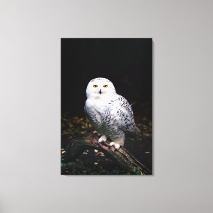 Toile Hibou des neiges majestueux d'hiver