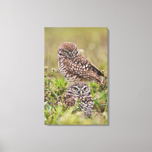 Toile Hibou des terriers, Athene cunicularia, Cape Coral (Recto)