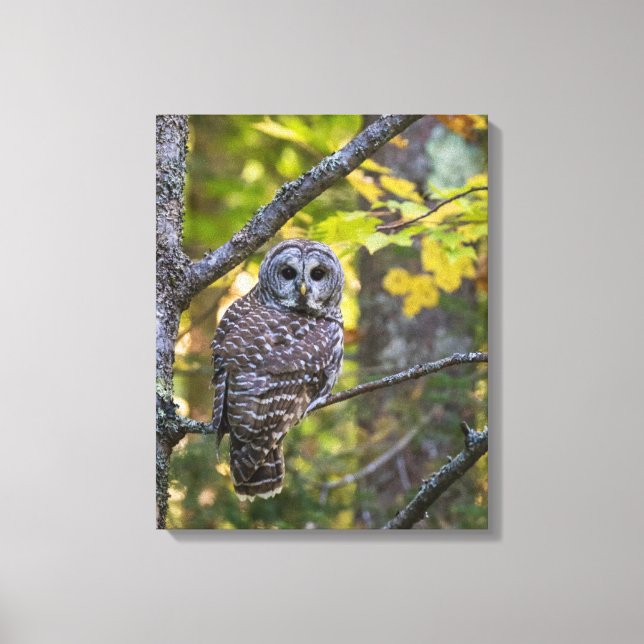 Toile Hibou moyen-duc en automne | Comté d'Alger, MI (Recto)