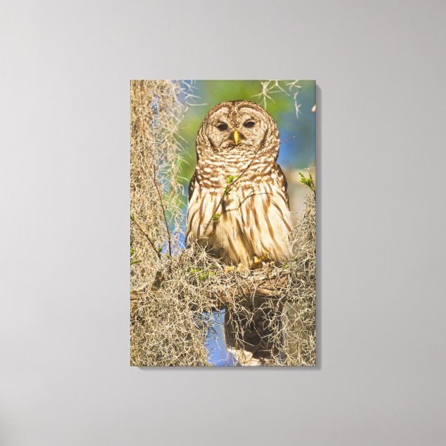 Toile Hibou moyen-duc (Strix varia) perché dans un cyprè (Recto)