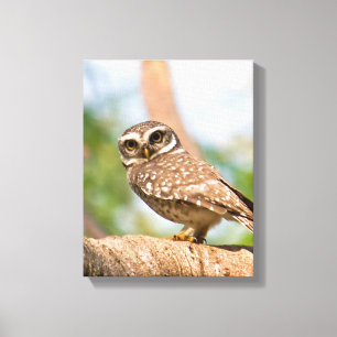 Toile Hibou repéré sur le vol de matin