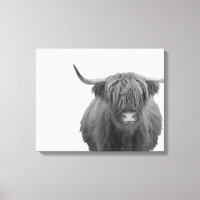 Highland Cow Scotland Russe Noir Blanc