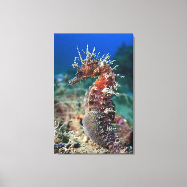 Toile Hippocampe | Hippocampus Ramulosus (Recto)