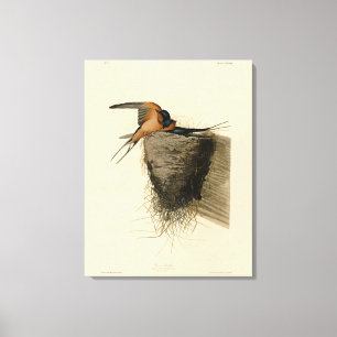 Toile Hirondelle de grange des oiseaux d'Amérique d'Audu