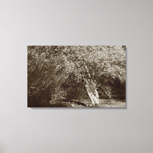 Toile Holly Tree - Sepia (Recto)