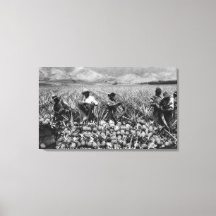 Toile Hommes de couleur sélectionnant l'ananas à la