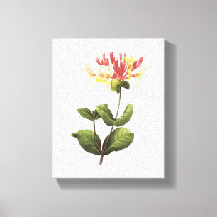 Toile honeysuckle(Lonicera sp.) par Redouté