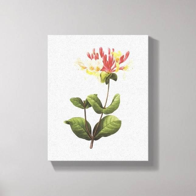 Toile honeysuckle(Lonicera sp.) par Redouté (Recto)