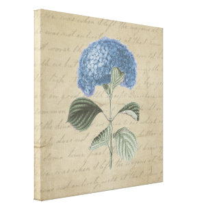Toile Hortensia bleu sur la calligraphie vintage