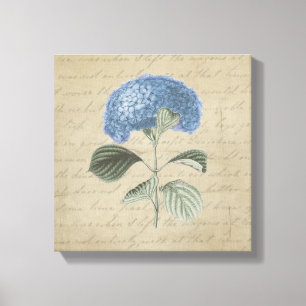 Toile Hortensia bleu sur la calligraphie vintage