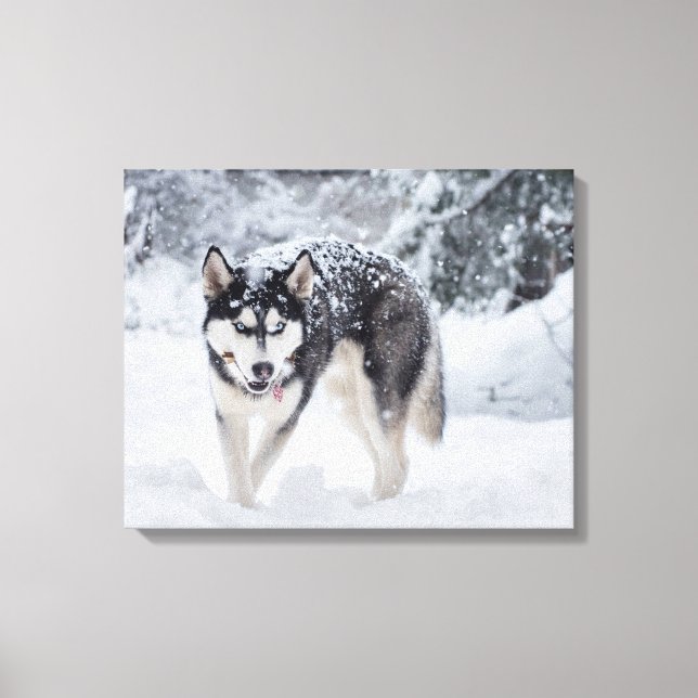 Toile Husky dans la neige (Recto)