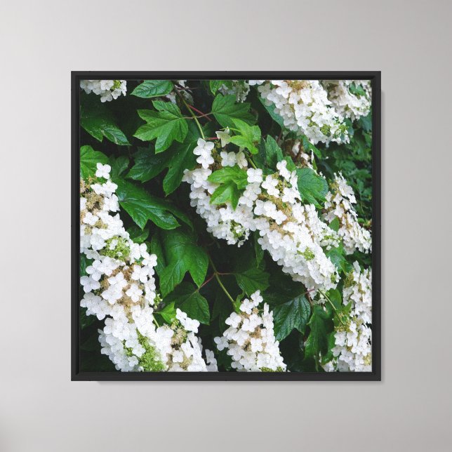 Toile Hydrangea à feuille de chêne 16"x16" (Recto)