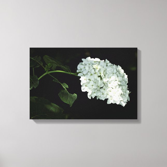 Toile Hydrangea Boule de Neige Blanche - Annabelle (Recto)