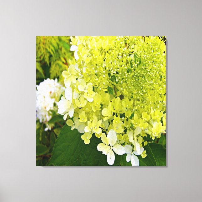 Toile Hydrangea Limelight Vert Chartreuse Élégant (Recto)