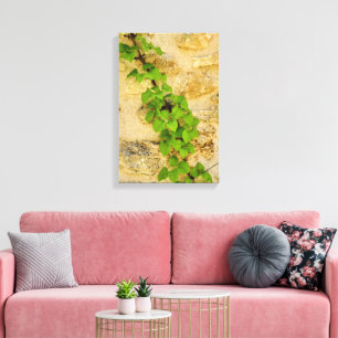 Toile Hydrangea petiolaris