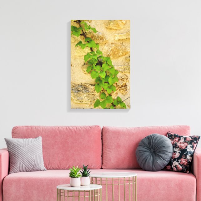 Toile Hydrangea petiolaris (Insitu(Salon))
