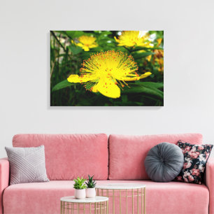 Toile Hypericum calycinum