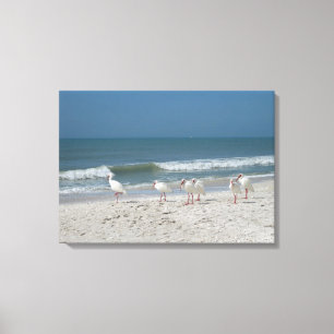 Toile Ibis Beach
