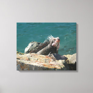 Toile Iguana à St Thomas