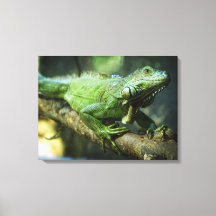 Iguane vert