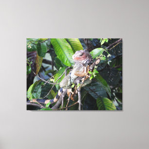 Toile Iguane vert dans la forêt tropicale