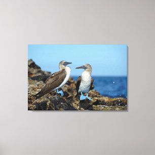 Toile Îles Galapagos, île d'Isabela