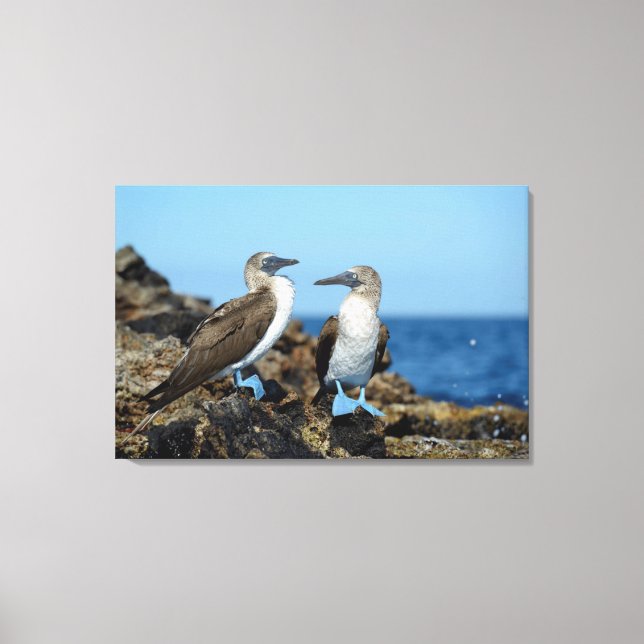 Toile Îles Galapagos, île Isabela (Recto)