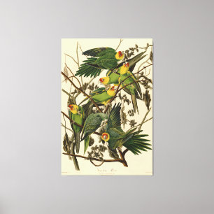 Toile Illustration Audubon Carolina Parrot Bird