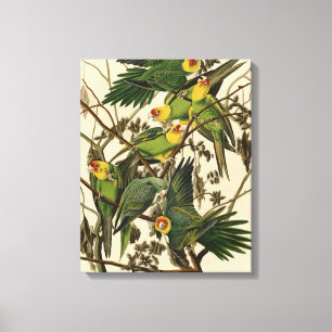 Toile Illustration Audubon Carolina Parrot Bird