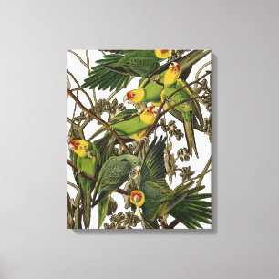 Toile Illustration Audubon Carolina Parrot Bird