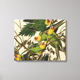 Toile Illustration Audubon Carolina Parrot Bird