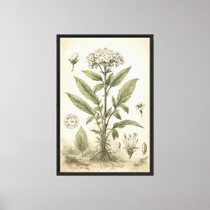 Toile Illustration botanique scientifique vintage