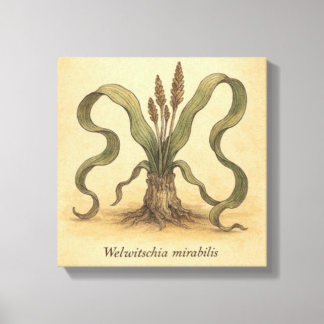 Toile Illustration du mur de Welwitschia, Plante du dése (Recto)