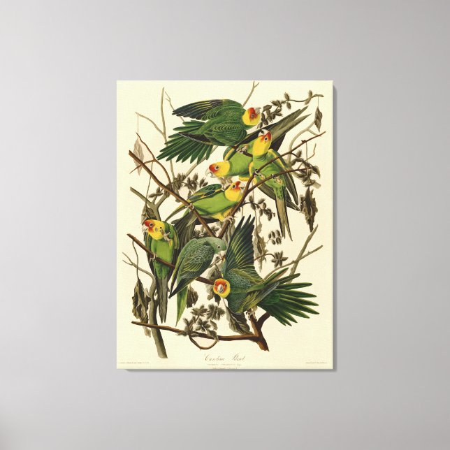 Toile Illustration du perroquet de Caroline par Audubon (Recto)