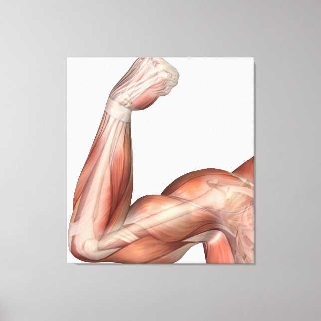 Toile Illustration D'Un Bras Flexé Montrant Des Biceps H (Recto)