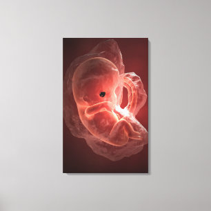 Toile Illustration d'un embryon se développant