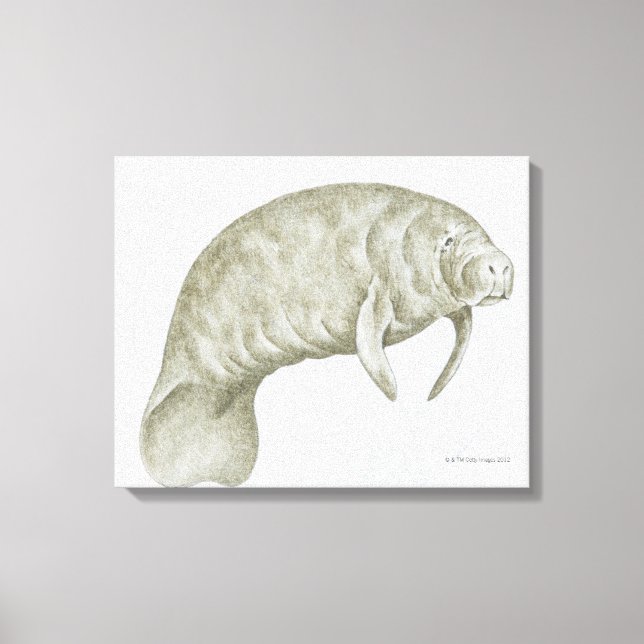 Toile Illustration d'un lamané (Trichechus sp.) (Recto)