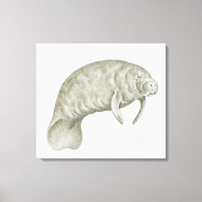 Toile Illustration d'un lamané (Trichechus sp.) (Recto)