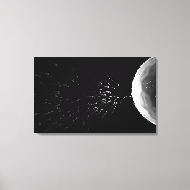 Toile Illustration en noir et blanc de la fécondation (Recto)