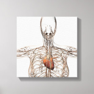 Toile Illustration Médicale de système lymphatique