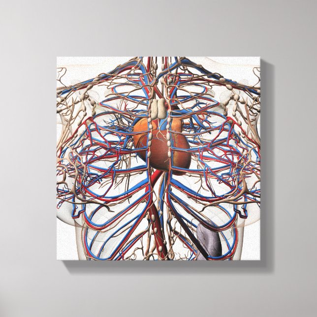 Toile Illustration Médicale Des Artères Du Sein Féminin (Recto)